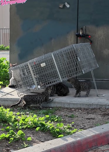 Understanding TNR: Community Cats and Feral Cat Care