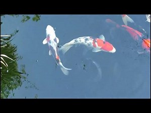 Koi Fish Growth: A Lifelong Journey