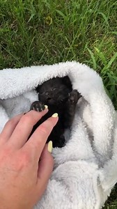 Tiny vicious foster baby. https://imgur.com/gallery/XVWgCov | Imgur