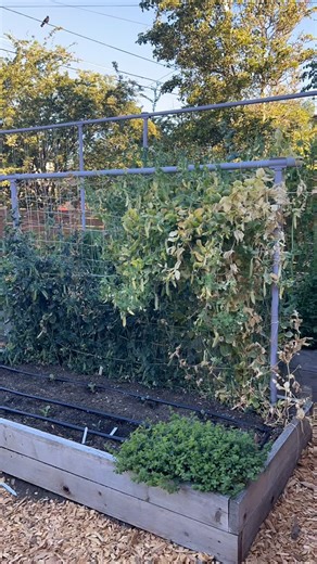 🫛Peas are officially pulled! We cut down the jute netting that was supporting our shelling and snow peas, and the hemp twine that was supporting our sugar snap peas. All of the string trellising materials we use are biodegradable and/or compostable so we’re tossing everything right into our yard waste bin! 🥒We immediately replanted the shorter Freyr trellis with cucumbers, and the Freyr trellis that’s set up to the maximum 7 feet is now planted in climbing zucchini. Both crops will be ready to