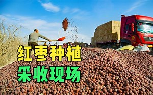 独一无二的“吊干枣”，红枣的种植与收获