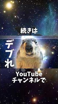 マーモットの努力が実らなすぎる【ざんねんだけど可愛い生き物】