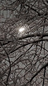 Snowfall, Snow, Winter. Free Stock Video