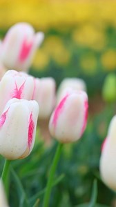 Beautiful tulips! Visit us during spring break for an unforgettable time! The field is blooming! Open everyday from 10 am to 8 pm 🌸🌷 video by @emwilliams_photography | Texas-Tulips