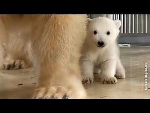 独動物園でホッキョクグマの赤ちゃん誕生