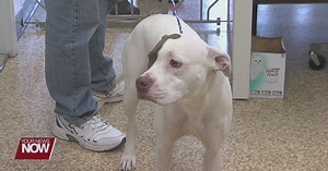 Reminder to dog owners: time to renew dog tags