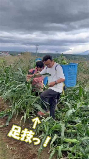 🌽【倒伏トウモロコシ、どう収穫する？！】 腰も砕ける全面倒伏…。 でもボクちん、天才的な方法を発明しました＼(^o^)／✨ その名も「前列タテルダー作戦」！ （“タテルダー”わかる人は60代稲作農家さんです🤣） おはようございます。ホッピーの焼酎割り、という飲み物が効いたのだな。風邪がよくなってきて元気いっぱいアンパンマン状態になったメロンおじさん寺坂祐一です。 今日もトウモロコシを採ってきたどー。 数量足りないのわかってるけど…。 最後までやり抜くのだーっ✊ って気合いで！全面倒伏したトウモロコシ畑で地面まで腰曲げて収穫し続けても、みんな疲弊するばかり・・・どうしたもんかなぁ…🤔 🌟閃いたっ🌟 今までは、2人ひと組で一列ずつ収穫。 ①先頭のAが自分のカゴが一杯になるまで収穫前進し続ける。後ろの人Bはついていって、見逃しを採る係。 ②Aのカゴが一杯になったら、トラクター装着の大型コンテナに明けに行く。交代でBが先頭となりその続きを収穫し続けていく。 ③Aのカゴが空になったらBの後ろについて、見逃しを採る係へ。 ④Bのカゴが一杯になったら・・・以下繰り返し。 これにより、広大な