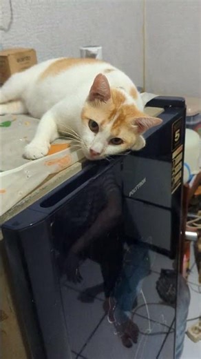 Guys, Piko is sulking because he thinks his food is never enough #shorts #animals #cute #cats #piko