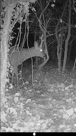 Magnifique brocard, film par une caméra de chasse #cameradechasse #animaux