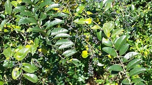 Master Gardening: What’s the big deal about plant invaders?