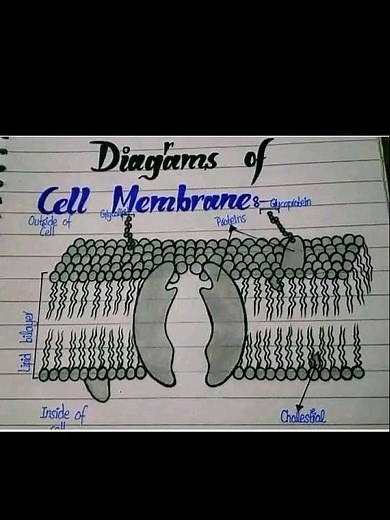 #cellmembrane structure and diagram of cell membrane #biologylecture #challengeshorts #viralvideo