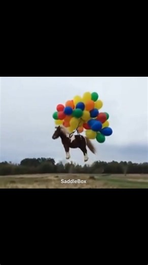 299 reactions · 33 shares | SaddleBox on Reels | Facebook