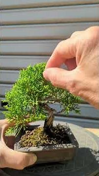Care of small bonsai Juniper trees