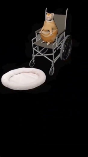 cat falls off wheelchair