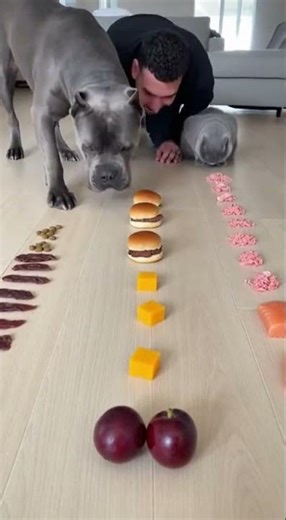 I Challenged My Dog to Eat FAST… You Won’t Believe What Happened! 😱🤣 #shorts #dogs #funny #challenge