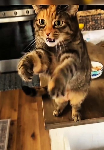 Funny Clingy Cat Moments That Make You Laugh