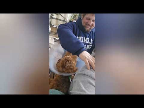 My dog: the back rub police