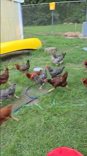 How to call your chickens. #chicken #chickensofyoutube #backyardhomestead #rooster