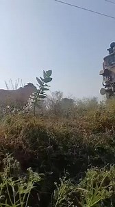 Cow catcher! Cow stops train, just ahead of a level crossing gate! Video credit to the respective owner. | Rajendra B. Aklekar