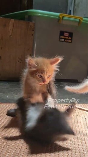 Anak kucing berantem lucu | Cute kittens fighting | Animal Sounds