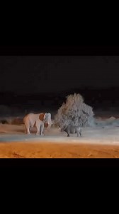 10K views · 225 reactions | Elephant vs Rhino #wildlife #wildlifeconservation #nature #naturephotography #animalkingdom #wildlifephotography #conservation #endangeredspecies #saveourplanet #fight #battle #conflict #elephant #rhino #bigfive #landanimals #herbivore #survival #forest #viralpost #cr7 #FIFAWorldCup | Fun Zone | Facebook