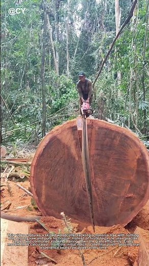 "Epic Tree Cutting Skills! Watch This Lumberjack Master at Work 🌲🪓 #Woodworking"