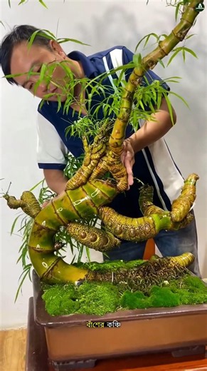 How Do Vietnamese Turn Bamboo Into a Luxury Plant? #facts #trending #ytshorts