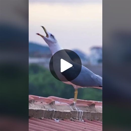 Sea Gull Sea Bird Sound Effect #seagull #seabird #sound #soundeffects #beautiful