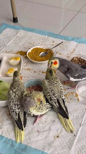 Cockatiel Singing Training Tips and Techniques