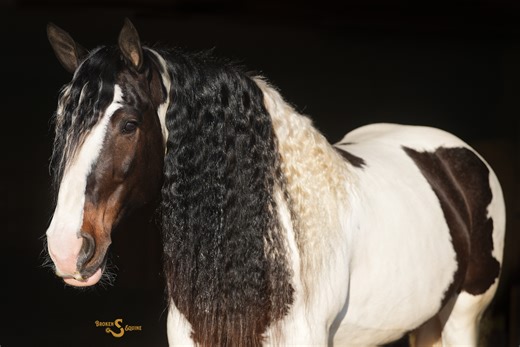 Abilene | Thehorsebay.com