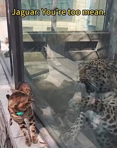 When a cat meets other animals