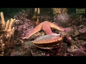 Starfish Attacks A Scallop!