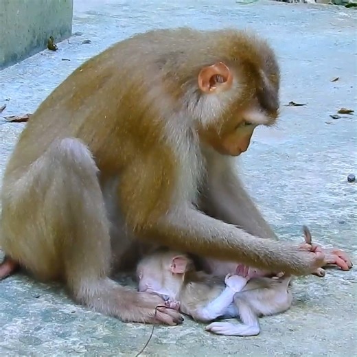 Sad scene unfolds as grieving mother monkey cries, trying to wake her lifeless little baby. | Anajak Sva