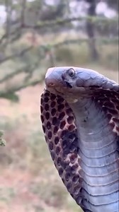 Ant Meets Cobra 🐜🐍 #wow #amazing #tk | Wildest Kruger Sightings