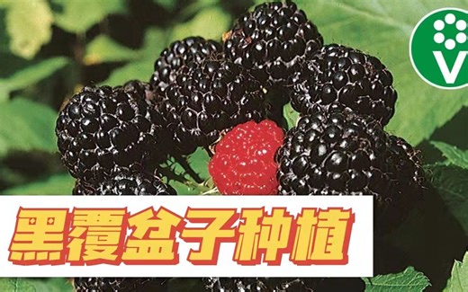 如何种植黑覆盆子，为什么你种不活？注意这些问题