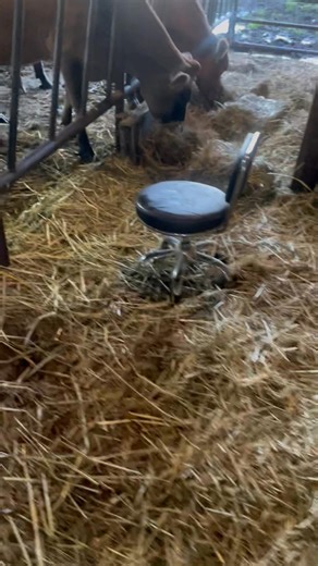 Meet Dutchess our bottle calf | Bedsaul Ranch