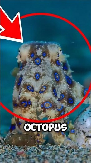 ⚠️ Don’t Touch This Tiny Ocean Creature With Glowing Blue Rings… (It’s Deadly!)