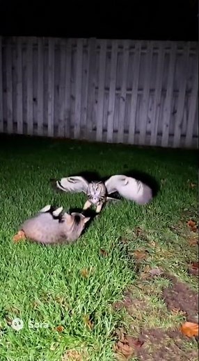 Cat Fights Off Owl Attack (Caught on Ring Camera)