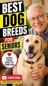 Best Dog Breeds for Seniors Easy Calm and Low Maintenance