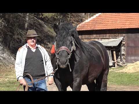 Caii lui Dan de la Bulz, Bihor - 2026 Nou!!!