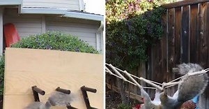American Ninja Squirrel: Ex-NASA engineer builds 'obstacle course' squirrel feeder [WATCH]