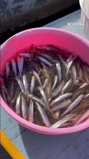 入れ食いで止まらない辞められないワカサギ釣り #わかさぎ釣り #釣り #諏訪湖