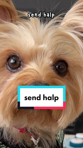 Yorkie Talking | Angry Yorkshire Terrier Sounds