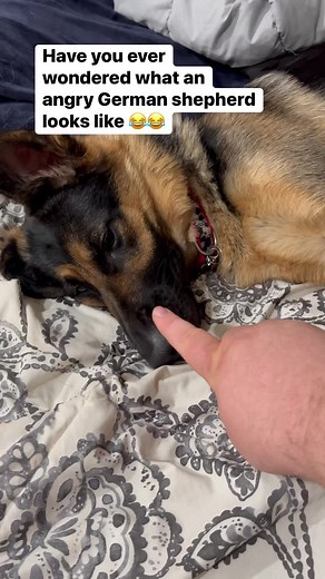 A MAD German shepherd #germanshepherd #reels | Zeus Woods