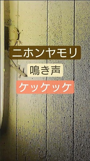 ニホンヤモリの鳴き声を再び！ #shorts