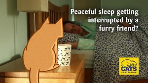 69K views · 850 reactions | Get tips to help with night-time waking with our cat behaviour emails | Cats Protection | Facebook