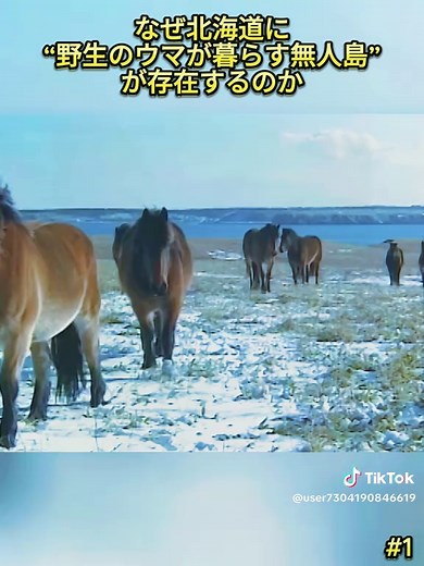 ユルリ島の動物たちを感じる！