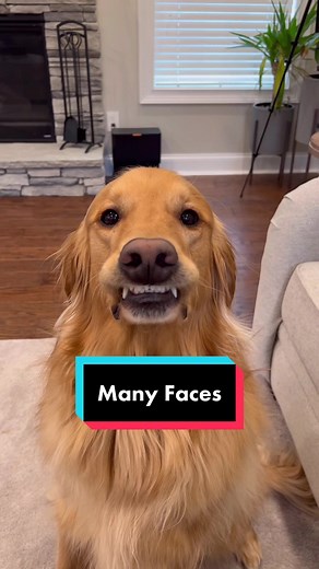 Funny Faces of My Golden Retriever