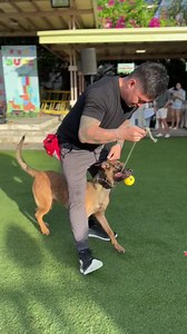 Nothing like a loyal companion by my side while we conquer the day. Thanks to everyone who took the time to follow my page, we have reached 40,000 followers. You see how Diego loves to heel. I give a different command (to bark) but instead he is pushing me to heel. Something that needs to be fixed. And he is now starting to anticipate the down command on a halt. #FocusedHeel #ManAndHisBestFriend #Thankful | Dog Trainer Cebu