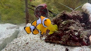 19K views · 297 reactions | Are absolutely beautiful ocellaris variants. Unlike the typical clown, Snowflakes do not have uniform stripes. Instead, the boarder between the orange and white form stunning, irregular undulating patterns. No two are the same https://www.abyssaquatics.co.uk/product/snowflake-clownfish/ | Abyss Aquatic Warehouse | Facebook